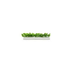 Barrette blanche persil 25 cm - par 12