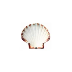 Coquille Saint Jacques naturelle 13,5+ cm - par 160