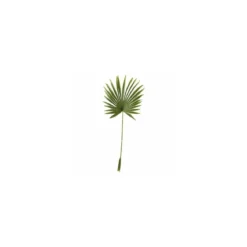 Feuille de palmier en éventail 100 x 40 cm