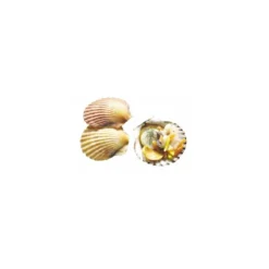 Mini coquille naturelle ø 5 cm - par 50